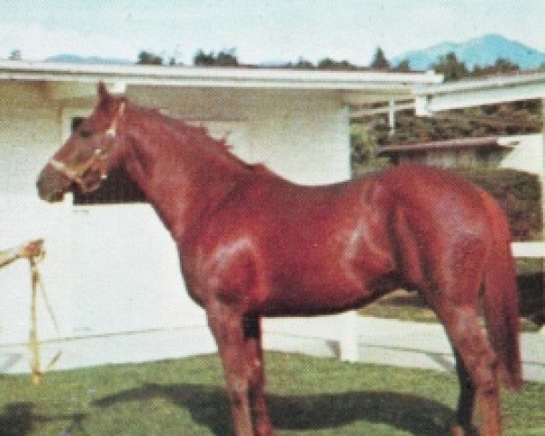 stallion Five Arrows xx (Thoroughbred, 1966, from Exbury xx)