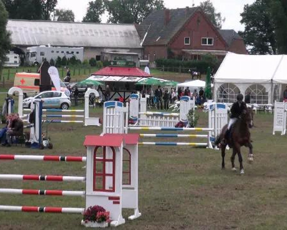 jumper Vasall 47 (Belgian Warmblood, 1995, from Voltaire)