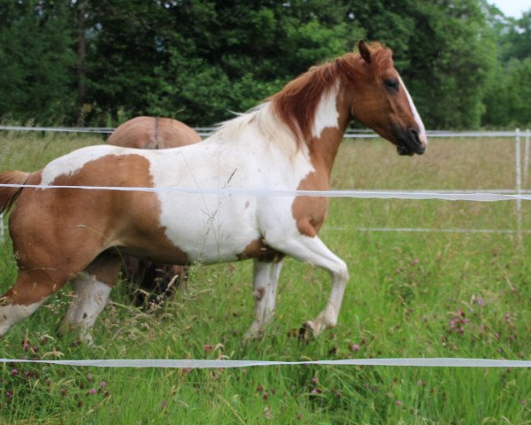 horse Juna (Paint Horse, 2018, from Freckles Big Heart)