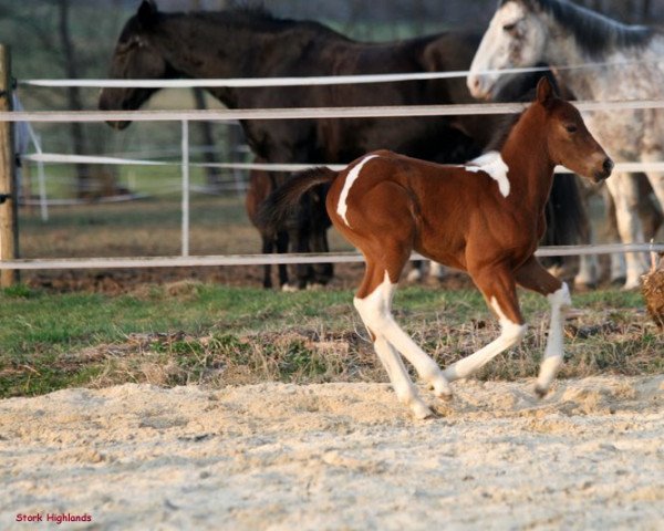 horse Luna (Paint Horse, 2012, from Cherokee Blanca)