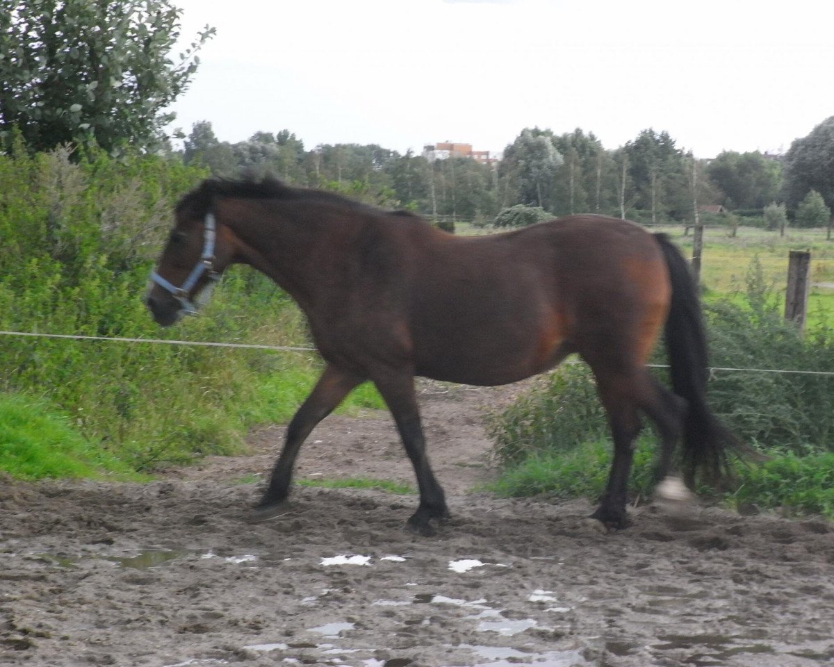 Pferd Ceres Lady Beatrix (Welsh-Cob (Sek. D), 1988, von Bucklesham Brenin Bach)