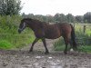 Pferd Ceres Lady Beatrix (Welsh-Cob (Sek. D), 1988, von Bucklesham Brenin Bach)