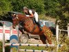 dressage horse Quidam's Hero 2 (Oldenburg, 2003, from Quidam's Rubin)