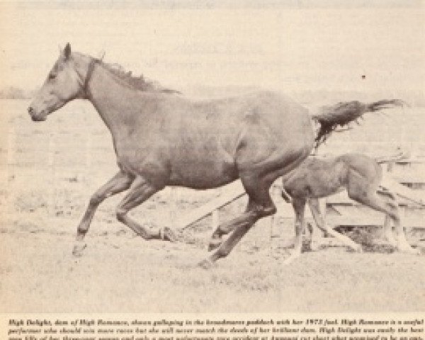 broodmare High Delight xx (Thoroughbred, 1964, from Knight's Romance xx)