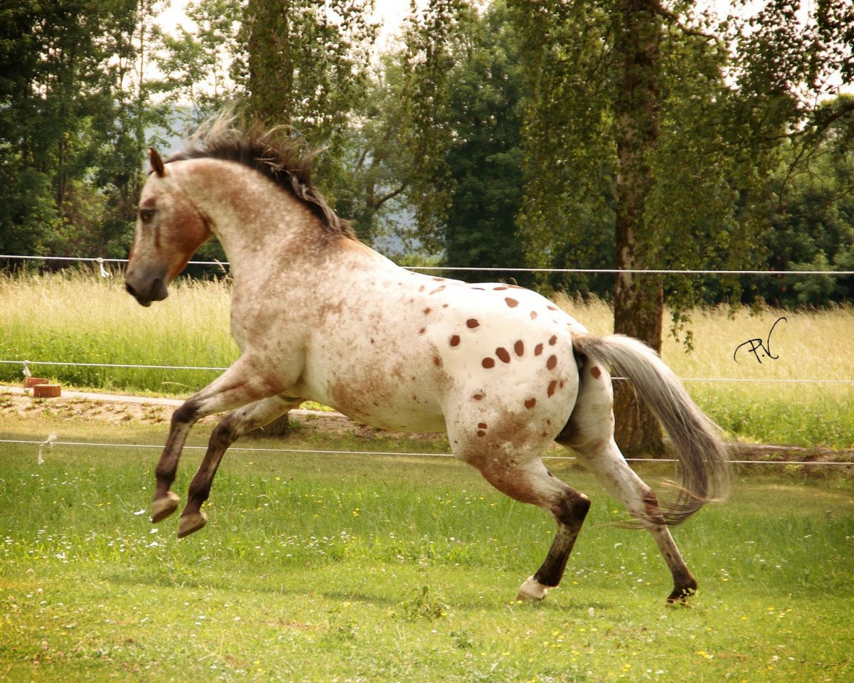 Deckhengst Mr Strudel Bop (Appaloosa, 1999, von The Strudel Kid)
