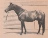 stallion Resurgent xx (Thoroughbred, 1950, from The Phoenix xx)