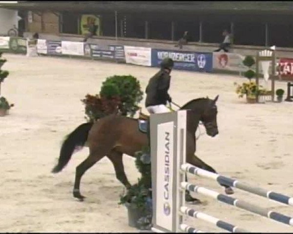 Springpferd Aloma (KWPN (Niederländisches Warmblut), 2005, von Quasimodo Z)