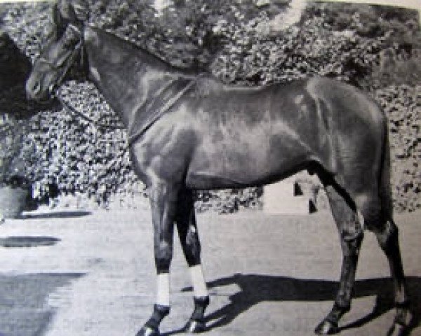 stallion Nilo xx (Thoroughbred, 1945, from Nearco xx)