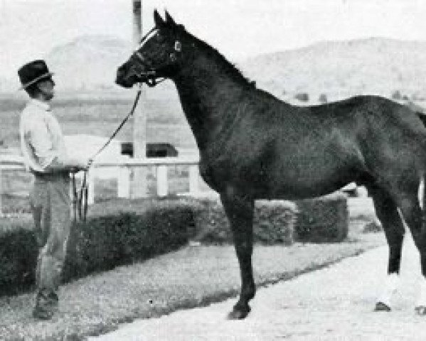 stallion Midstream xx (Thoroughbred, 1933, from Blandford xx)