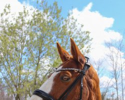 jumper Hagitas (Trakehner, 2006)