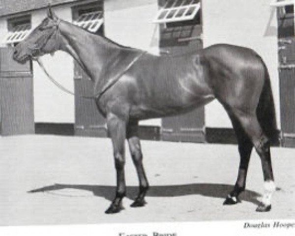broodmare Easter Bride xx (Thoroughbred, 1949, from Emir d'Iran xx)