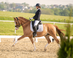 dressage horse Magic Momo 3 (German Riding Pony, 2017, from Petit Magic Moment)