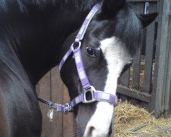 dressage horse Nick 147 (German Riding Pony, 1999, from Notre Beau)