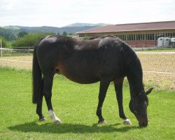 broodmare Chari Vari (Holsteiner, 1994, from Contender)