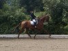 dressage horse Bonito 353 (Hanoverian, 2005, from Belissimo NRW)