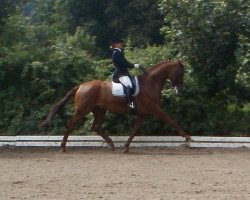 dressage horse Bonito 353 (Hanoverian, 2005, from Belissimo NRW)