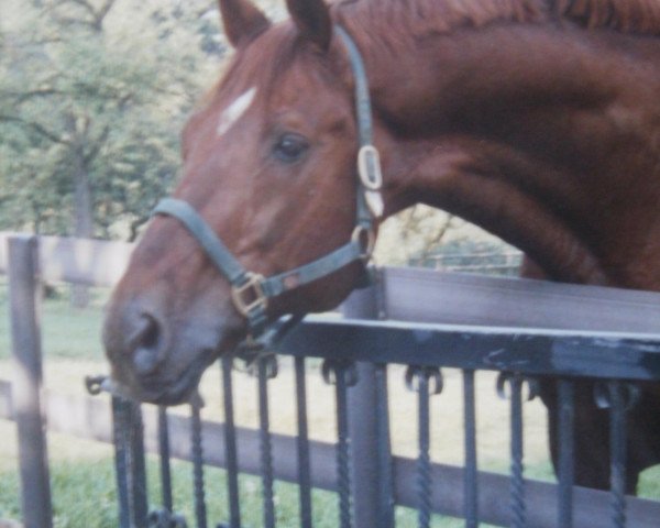 stallion Bordeaux II (Bavarian, 1988, from Bolero)