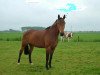 broodmare Windy Ridge (Westphalian, 1994, from Wilander)