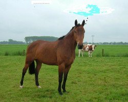 Zuchtstute Windy Ridge (Westfale, 1994, von Wilander)