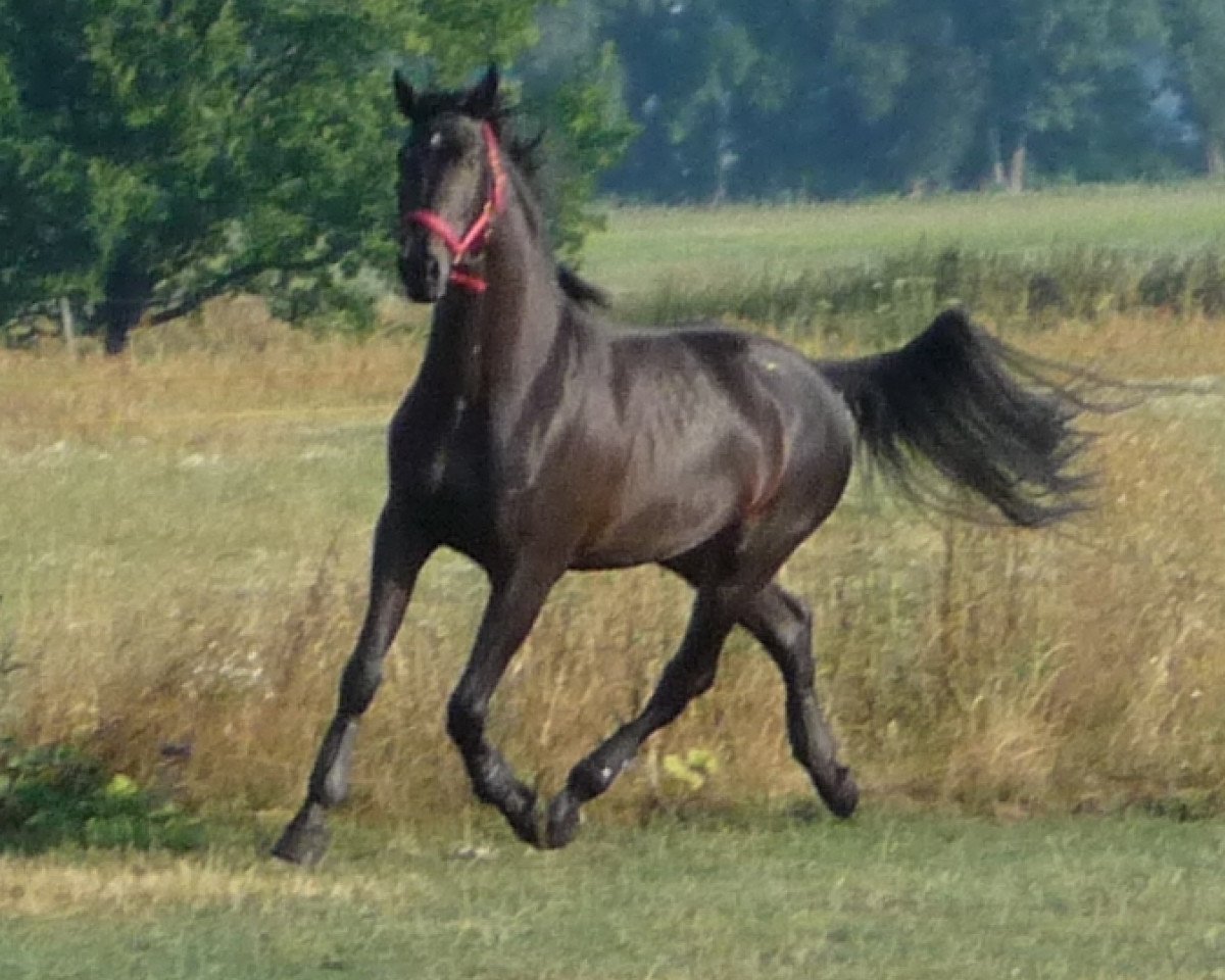 dressage horse Sambiasso 2 (German Warmblood, 2006, from Samba Ole)