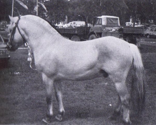 stallion Blitzi Ha 1050 (Fjord Horse, 1976, from Blitzschlag K)