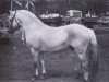 stallion Blitzi Ha 1050 (Fjord Horse, 1976, from Blitzschlag K)