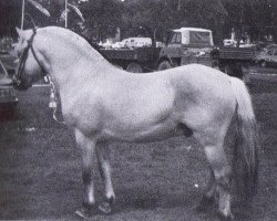 Deckhengst Blitzi Ha 1050 (Fjordpferd, 1976, von Blitzschlag K)