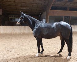 dressage horse Bonita 549 (German Sport Horse, 2016, from Bon Coeur)