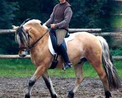 stallion Birkens Odin (Fjord Horse, 2000, from Kastanielystens Charlie)