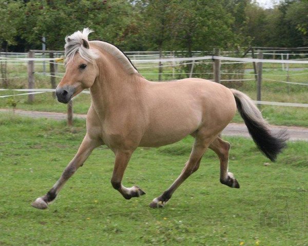 Pferd Amon von der Berender Heide (Fjordpferd, 2004, von Athos FJH-S 684)