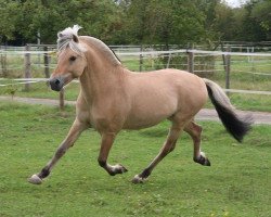 horse Amon von der Berender Heide (Fjord Horse, 2004, from Athos FJH-S 684)