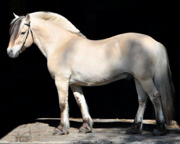 stallion Almglimt (Fjord Horse, 1994, from Alm Jarl)