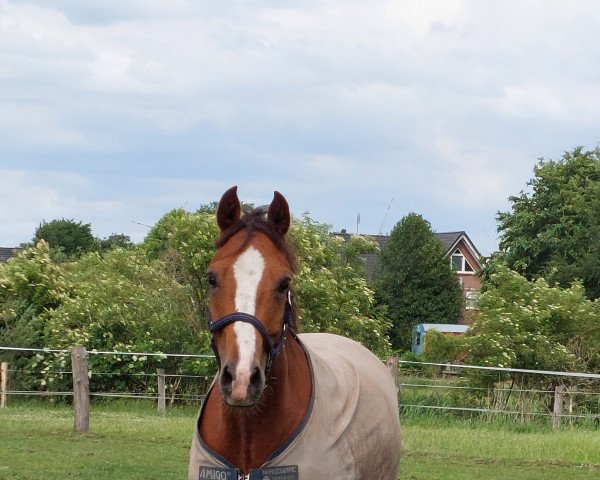 jumper Lugano (Trakehner, 2016)