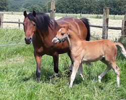 Pferd Duke van Gerding HS (Deutsches Reitpony, 2021, von Dressman V)