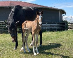 Springpferd Stute von Zirocco Blue / Classe (Holsteiner, 2022, von Zirocco Blue)