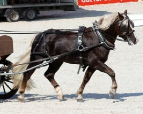 stallion Rubiniero (Black Forest Horse, 2009, from Rubin)
