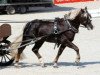 stallion Rubiniero (Black Forest Horse, 2009, from Rubin)