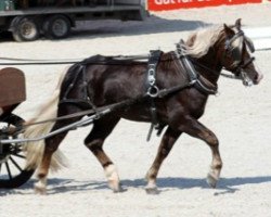 stallion Rubiniero (Black Forest Horse, 2009, from Rubin)