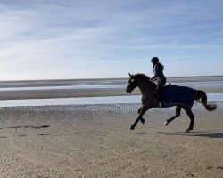 dressage horse Dancing Sun S (Deutsches Sportpferd, 2014, from Don Schufro)