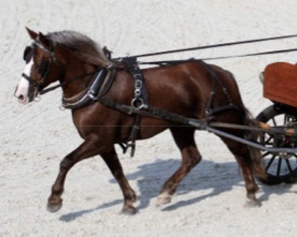 broodmare Larissa (Black Forest Horse, 2008, from Weißherbst)