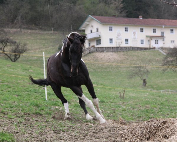 stallion Jeremy (Pinto / Small Riding Horse, 2005)
