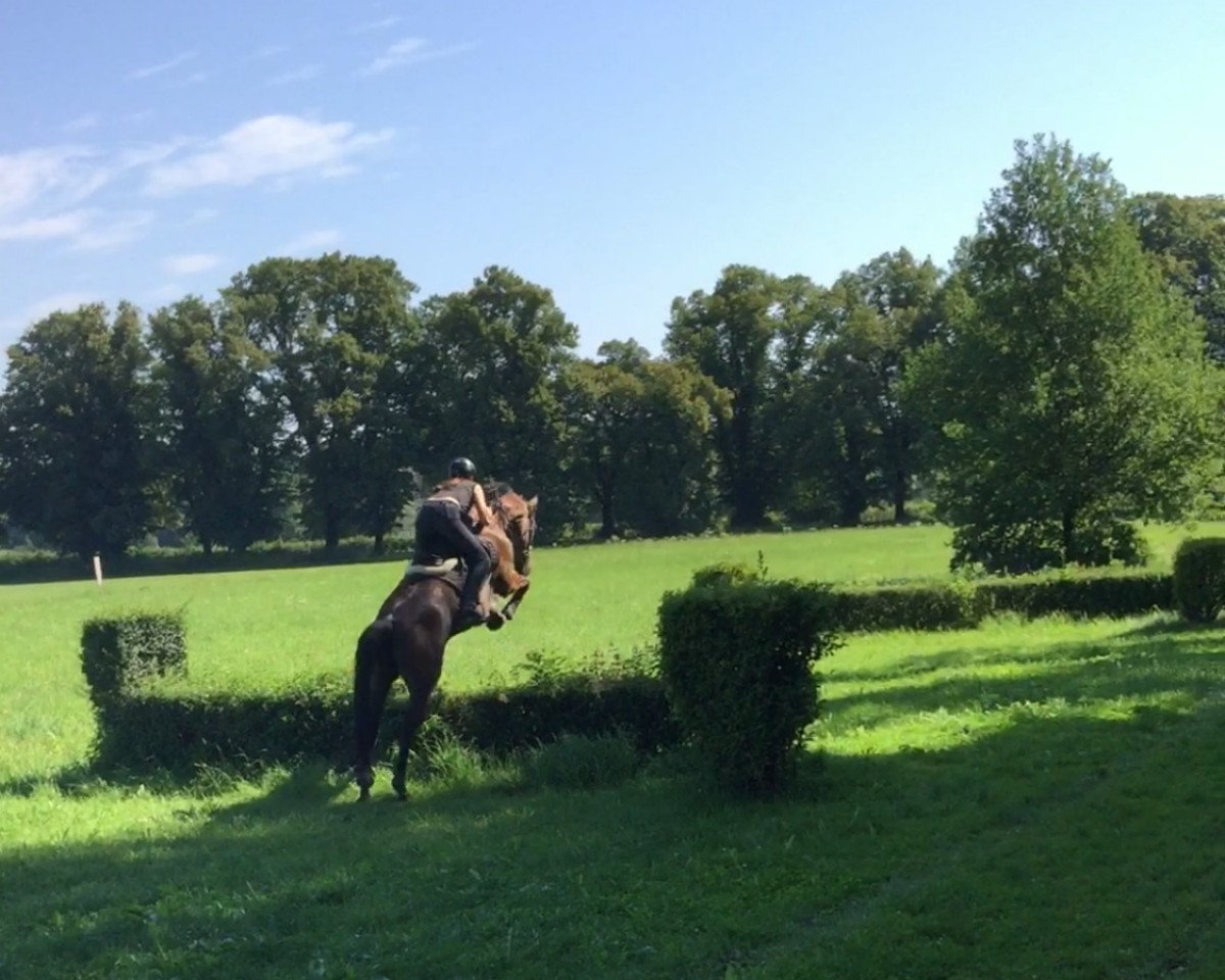 stallion Lord Falo S (Bavarian, 2005, from Lord Loxley I)