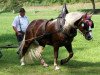 broodmare Lea (Black Forest Horse, 2008, from Respekt)