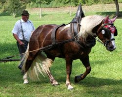 broodmare Lea (Black Forest Horse, 2008, from Respekt)