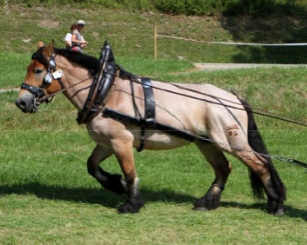 Zuchtstute Mala (Rheinisch-Deutsches Kaltblut, 2008, von Gildo)