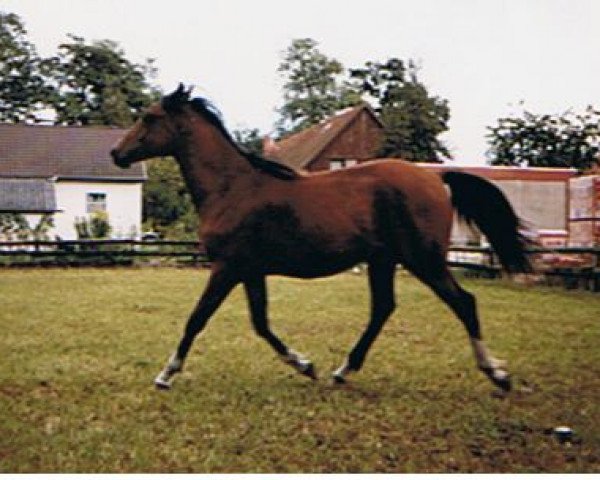 horse Nevado (German Riding Pony, 1990, from Nemo)