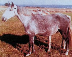 broodmare Guerrita (Lusitano, 1965, from Bailador)