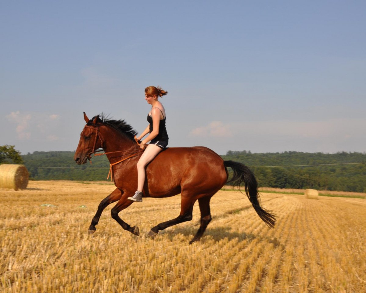 Springpferd Greta (Deutsches Sportpferd, 2003, von Gaspari II)