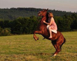 broodmare Dolly 327 (German Riding Pony, 1999, from Davignon)