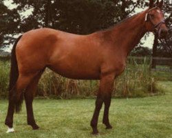 broodmare Pasadena (Holsteiner, 1978, from Marlon xx)